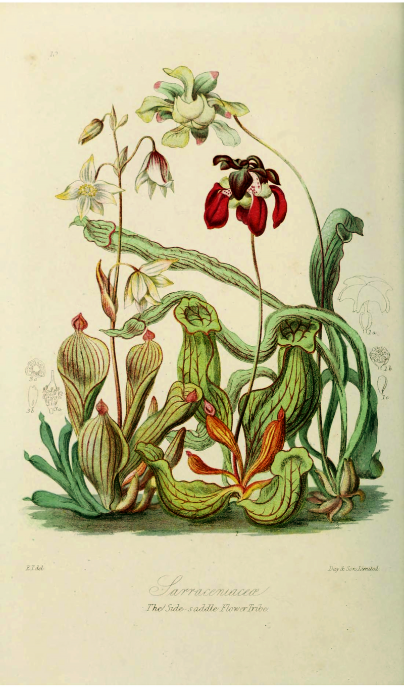 When Beauty Bites Back: The Strange Life of Carnivorous Plants