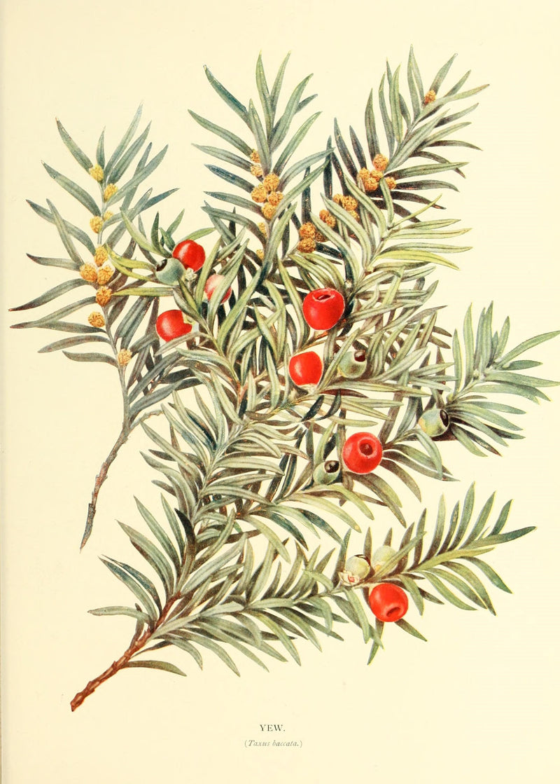 Winter’s Garden: The Plants That Refuse to Die Back