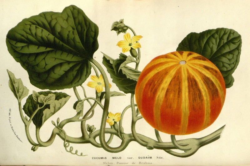 The Pumpkin’s Wild Past: How a Humble Gourd Took Over Autumn