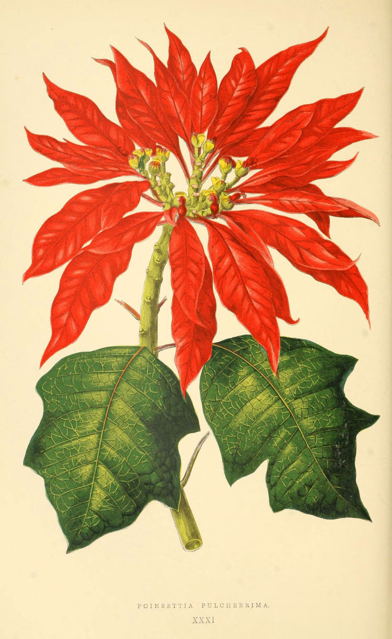 The Secret History of Holiday Plants