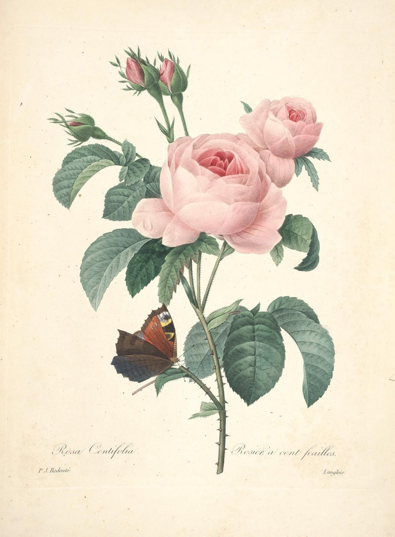 The Language of Roses: What Your Garden Already Knows About Love
