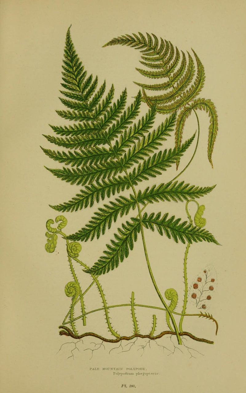 Fern Fever: When the World Went Wild for Ferns